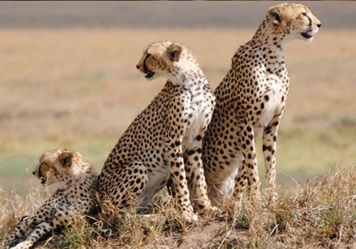 4 Days Budget Safaris