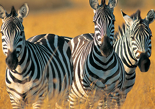 5 Days Best Safaris