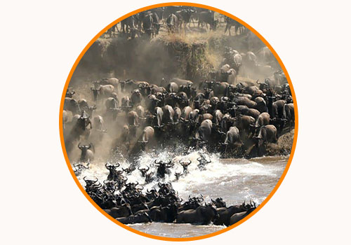 Serengeti Great Migration