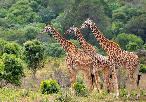 10 Days Amazing Migration Safaris