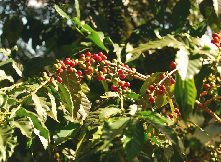 Lake_Duluti_Coffee_Plantations_23_750_550shar-50brig-20_c1