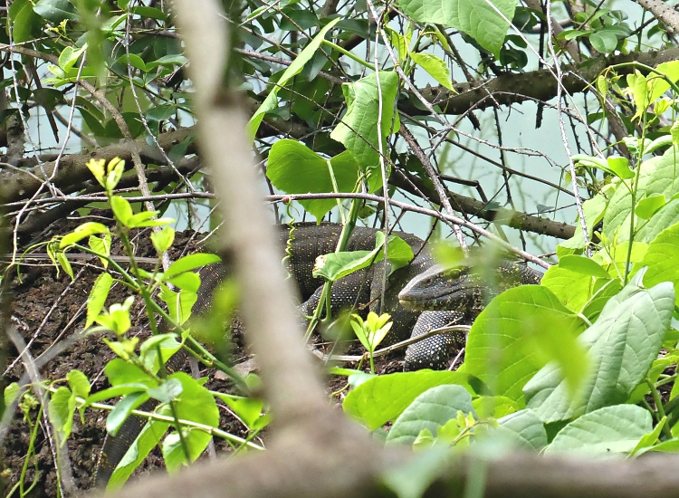 Lake_Duluti_Monitor_Lizard_51_750_550shar-50brig-20_c1