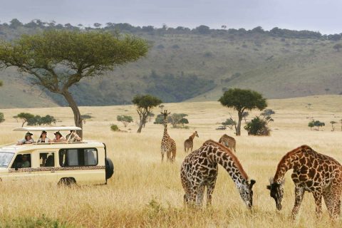 5-Days-Best-of-Tanzania-Wildlife-Safari