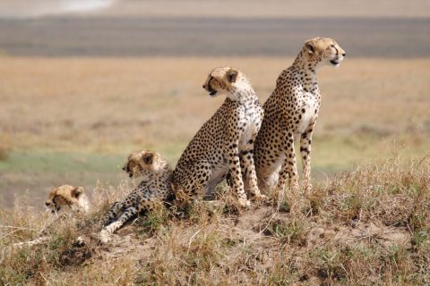 Day-4_Serengeti-National-Park