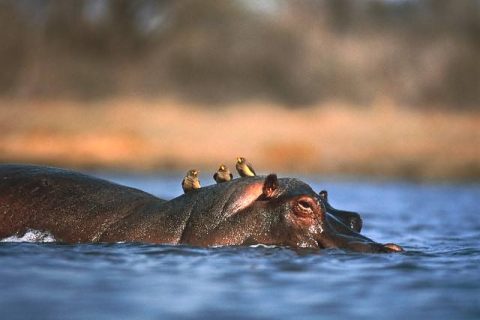 Hippos_in_Rubondo_640_428shar-50brig-20_c1
