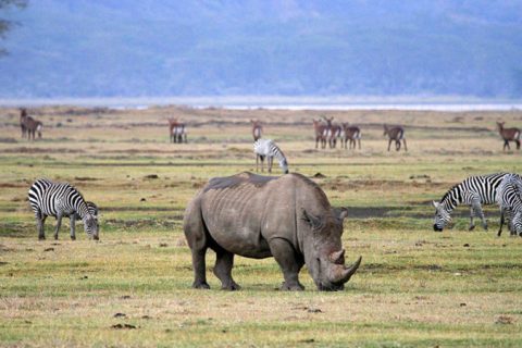 Ngorongoro-750x450-1