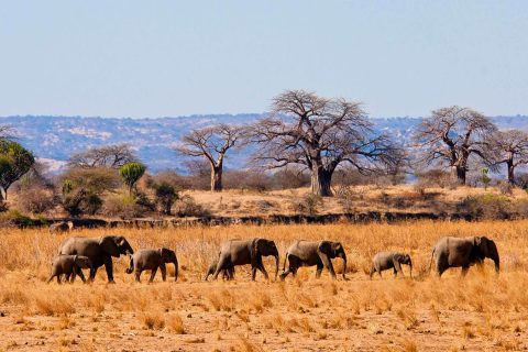 Tarangire-National-Park-2