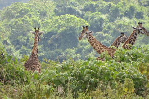 arusha (2)