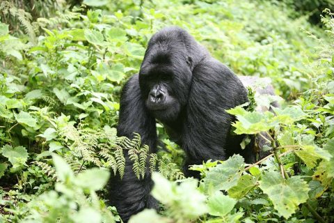 gorilla 2a