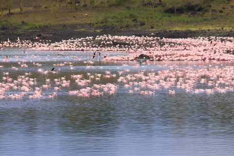 lake-manyara-national park
