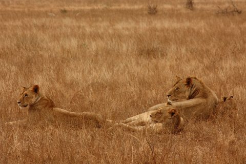 lions (3) lions (3)