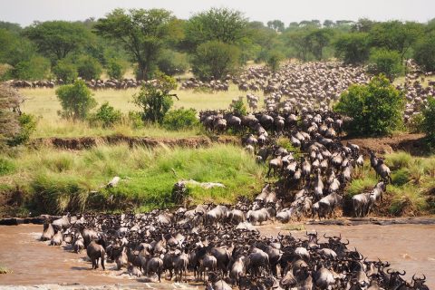 migration