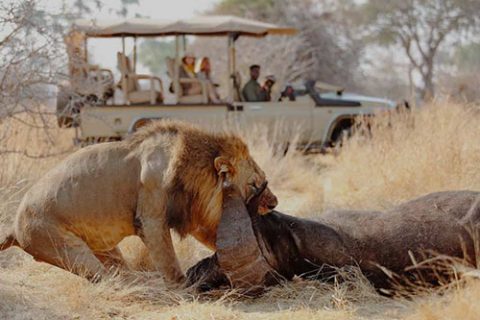 ruaha=national-park
