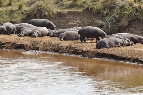 saadani-national-park