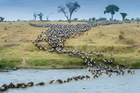 serengeti-migration