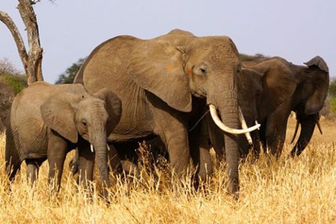 tarangire-park